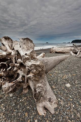 097 Olympic NP.jpg